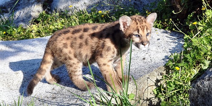 1280x800 Wallpaper Pumas Big cats Cubs Animals