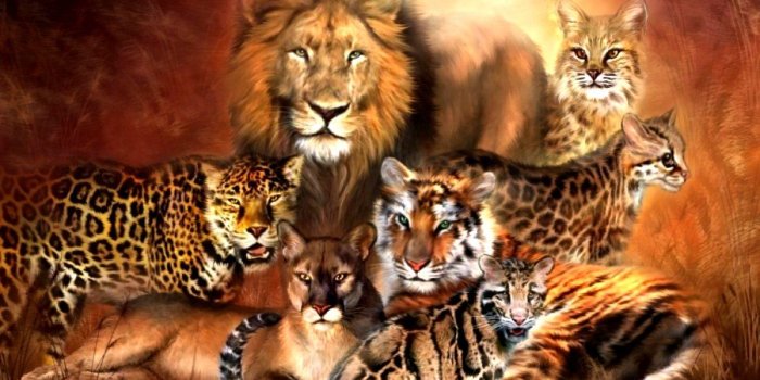1200x900 Download Big Cats Wallpaper cats leopards lions puma 88846 [1200x900
