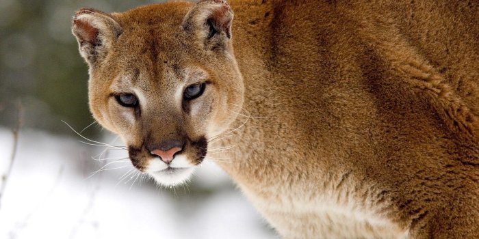 1600x1200 60+ Puma Animal Wallpapers - Download at WallpaperBro