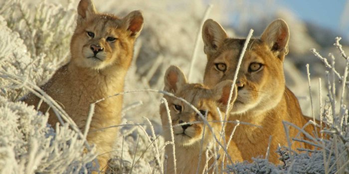 1920x1080 Big Cats and Horror Films | Kingdoms of the Sky