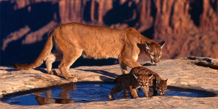 1280x960 Details about COUGAR W/ CUBS GLOSSY POSTER PICTURE PHOTO puma