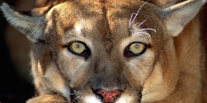 1600x1200 Cougar Big Cat Wallpaper-Free Desktop-Phone Downloads