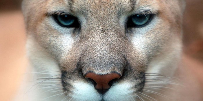 1680x1050 Photos Pumas Big cats animal