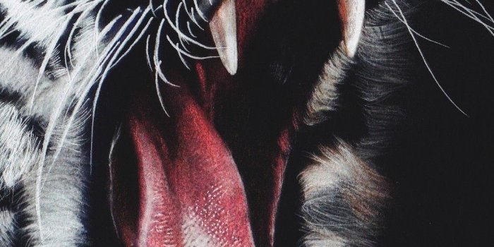 1080x2160 Download 1080x2160 Tiger Head, Roar, Teeth, Predator, Big Cats