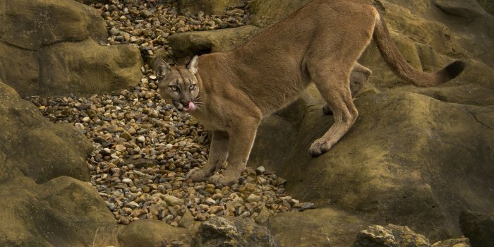 2048x1584 Puma cougar mountain lion wild cat wallpaper | 2048x1584 | 196043