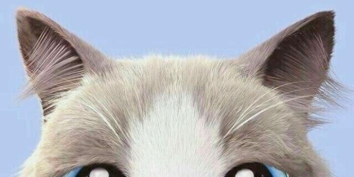 720x1280 10 Cat Wallpaper Tumblr Hd - Download Wallpaper HD For PC Computer