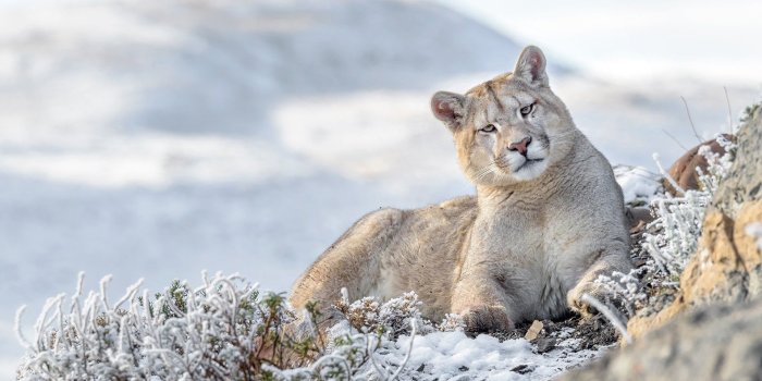 1920x1280 Cougar HD Wallpaper | Background Image | 1920x1280 | ID:945835