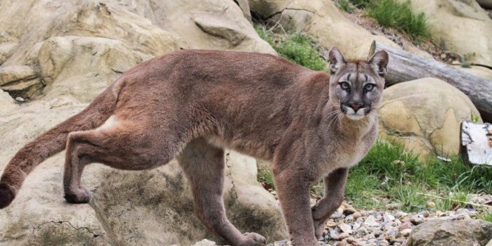 1280x800 Beast of Dartmoor mystery solved after famous circus owner Mary