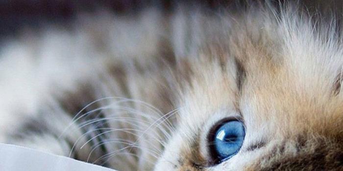 1080x1920 Cute Cats HD Wallpapers for iPhone 7 | Wallpapers.Pictures