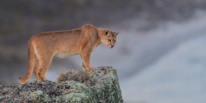 1332x850 Wallpaper background, stone, wild cat, Puma, Mountain lion images