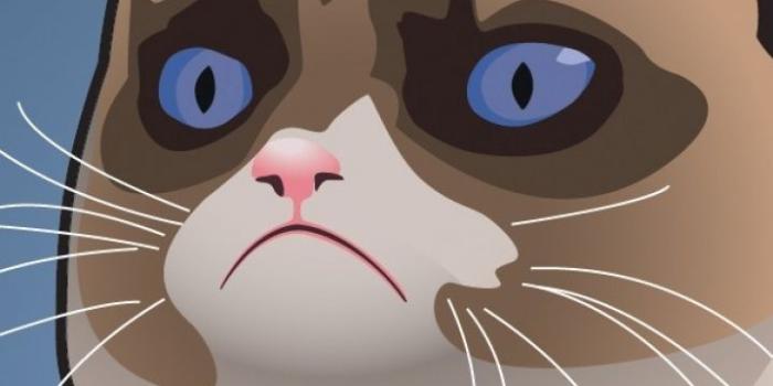 720x1280 Grumpy Cat Wallpaper For Phone 720x1280, - Grumpy Cat Wallpaper