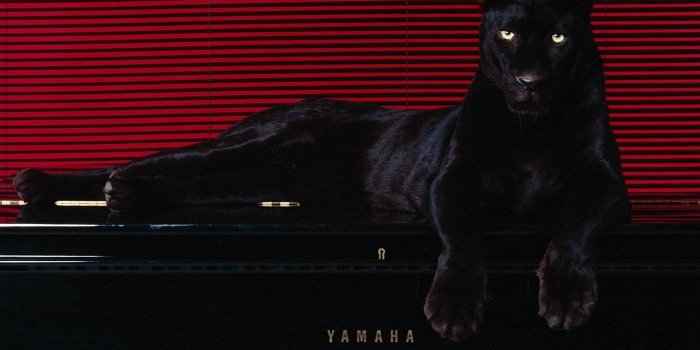 1920x1080 Pumas Wallpapers (75+ pictures)