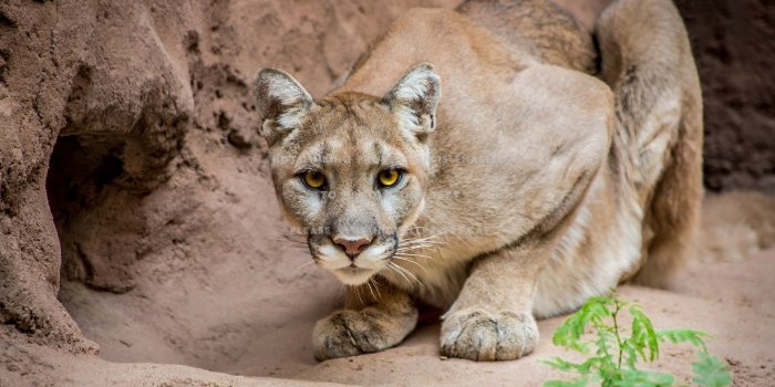 3000x2000 puma wild big cat animals