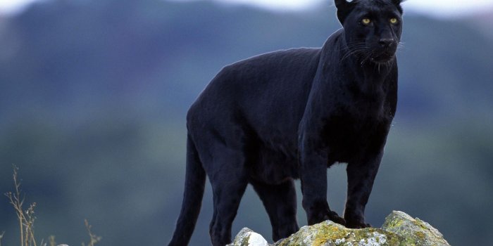 1920x1080 4557308 #animals, #panthers, #big cats, #nature, #Black Panther
