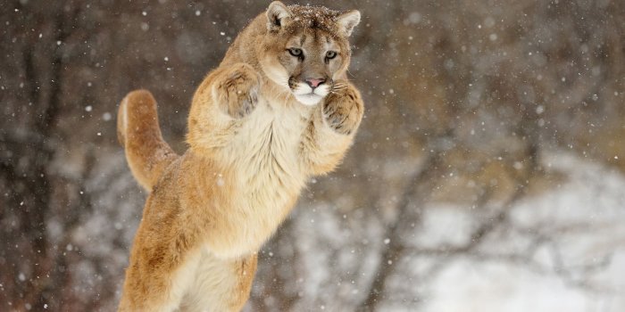 1920x1080 Picture Pumas Big cats Leaping Cougar Animals 1920x1080