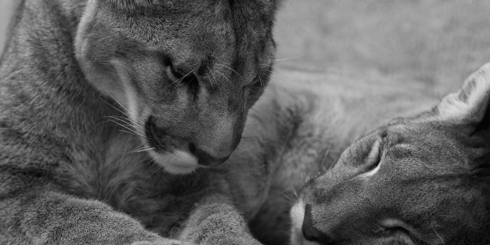 1920x1200 Puma Wallpaper #6835864