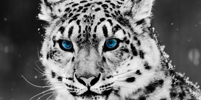 1920x1200 Big cat wallpaper Gallery