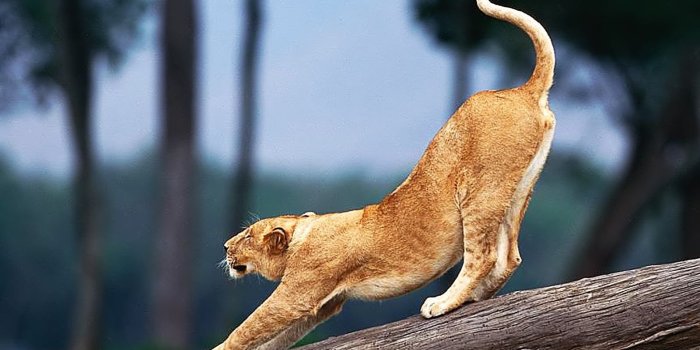 1600x1200 Desktop Wallpapers · Gallery · Animals · Big Cat Desktop Background