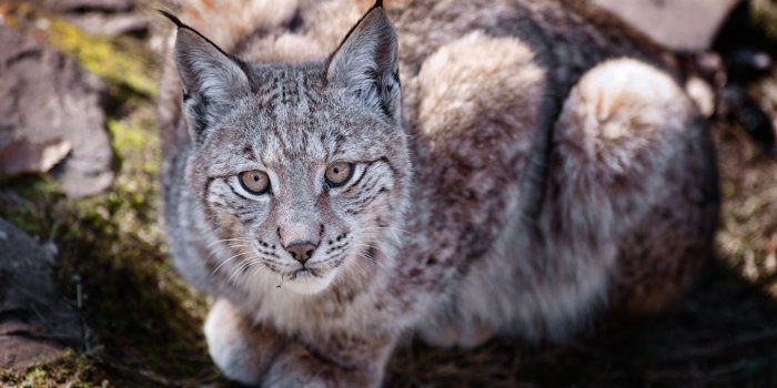 1920x1080 Download Wallpaper 1920x1080 big cat, predator, lie, lynx Full HD