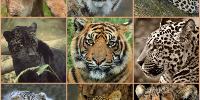 3840x3828 3059429 animals, big cats, bobcat, collage, cougar, jaguar, leopard