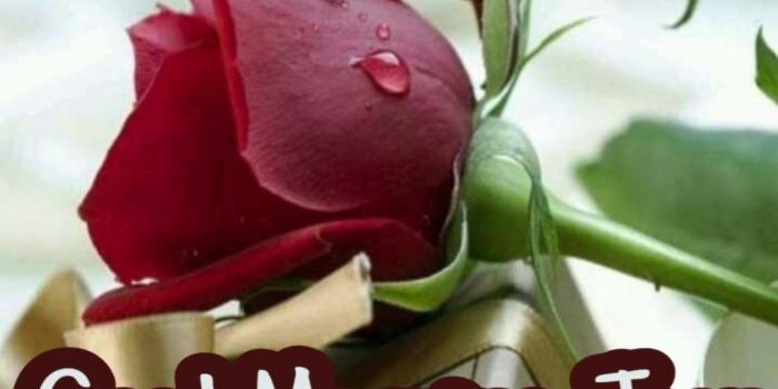 1024x1009 Good Morning Jaan With Red Rose - Single Red Rose Images Hd Free