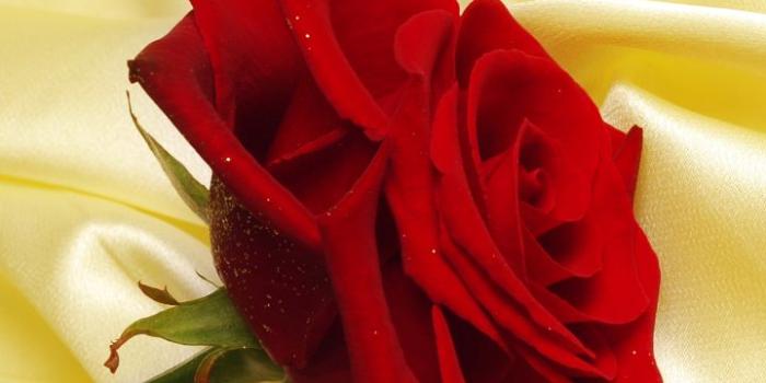 720x1280 Earth / Rose Mobile Wallpaper - Love Good Morning Jaan Free