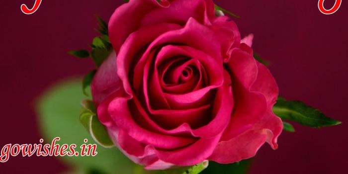 1600x1516 Good Morning Shayari Wallpaper Photo - good wallpaper