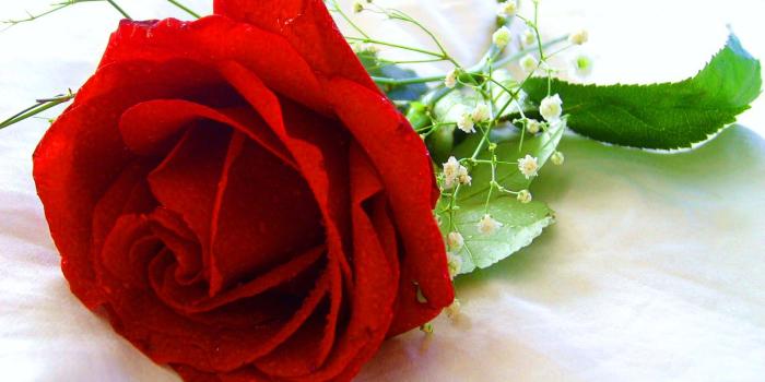 1600x1124 472+ Good morning red rose images Wallpaper Pics for girlfriend & Wife