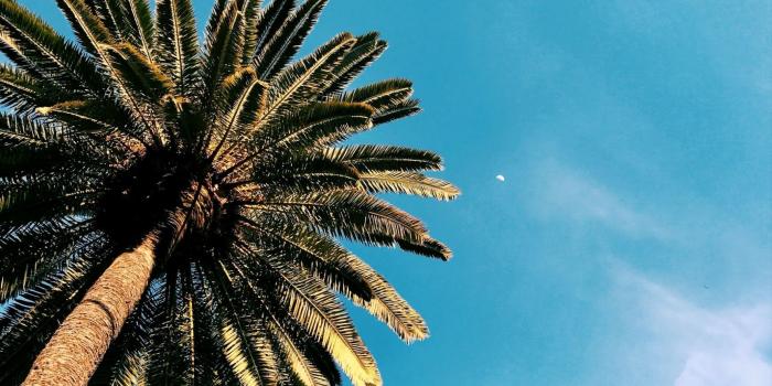 1730x1155 13 Super Fun Summer iPhone 8 Plus Wallpapers | Preppy Wallpapers