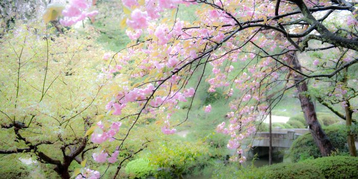 1800x1198 Jeffrey Friedl's Blog » Cherry Blossoms in the Rain at the Heian