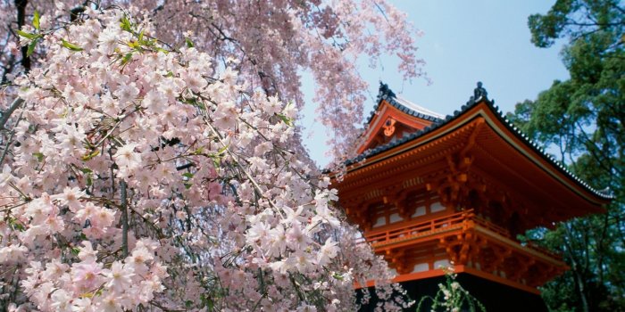 1600x1200 Sakura in Japan | 109 Wallpapers