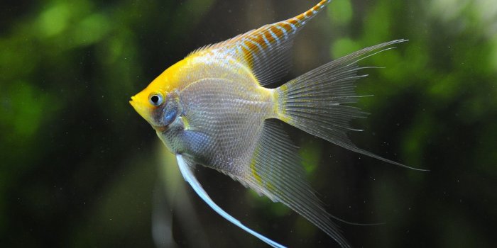 1920x1200 Top 50 Beautiful【Fish】Facts & Photos Colorful Wallpapers