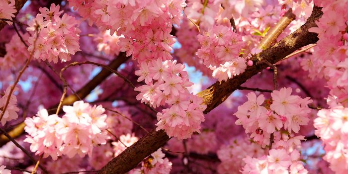 2000x1333 Pink Cherry Flowers ❤ 4K HD Desktop Wallpaper for 4K Ultra HD TV