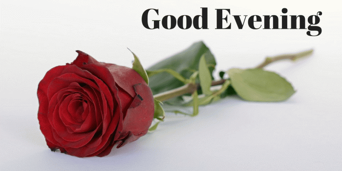 1280x720 good evening image with red rose | Mobile wallpaper | Happy rose day
