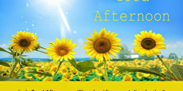 1366x1000 54 Best Good Afternoon Wishes Image & Quotes Pictures | Picsmine
