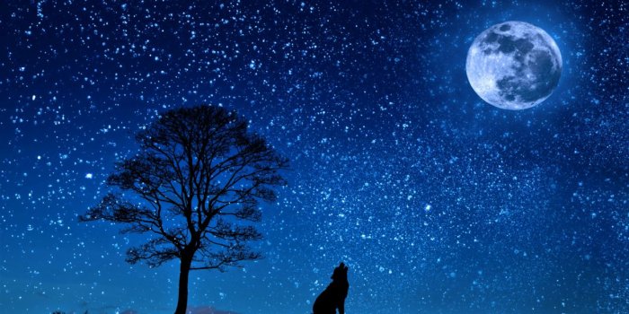 1246x700 Artistic Howling Moon Night Silhouette Starry Sky Stars Tree Wolf