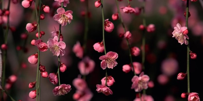 1366x768 Best Laptop wallpaper ideas | desktop | Spring flowers