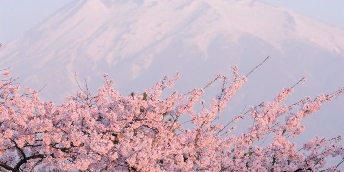 1366x768 Japanese Cherry Blossom Laptop Wallpapers - Top Free Japanese Cherry