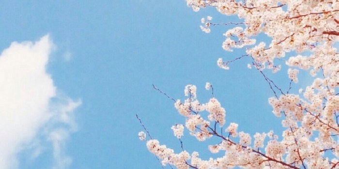 1080x1920 LALA on FLOWER AND SKY in 2019 | Spring wallpaper, Wallpaper