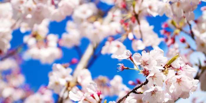 1920x1080 Free Flower Tumblr Iphone - Flowers Wallpaper For Laptops, Hd