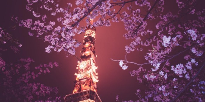 1920x1080 Japanese Cherry Blossom Laptop Wallpapers - Top Free Japanese Cherry