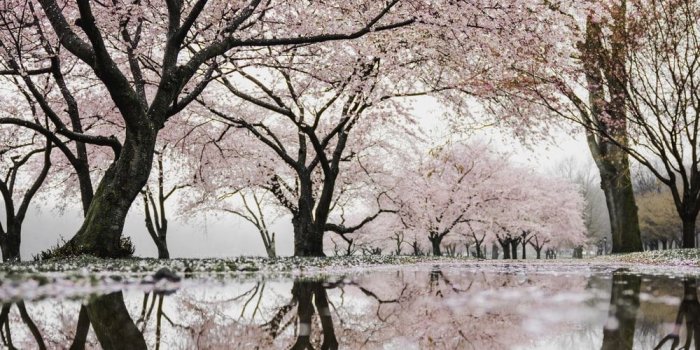 1000x1500 20+ Best Free Cherry Blossom Pictures on Unsplash