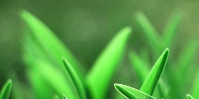 1080x1920 Green Wallpapers for Samsung Galaxy S5 89