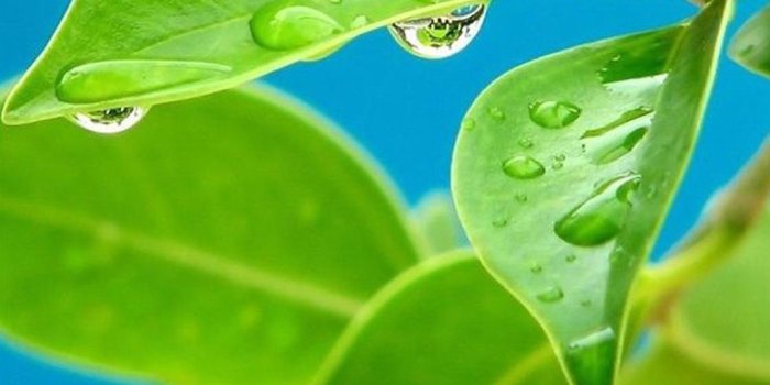 1080x1920 Green Wallpapers for Samsung Galaxy S5 95