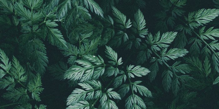 2160x3840 Download wallpaper 2160x3840 leaves, green, dark, plant samsung