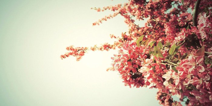 1920x1080 Laptop Aesthetic Cherry Wallpaper