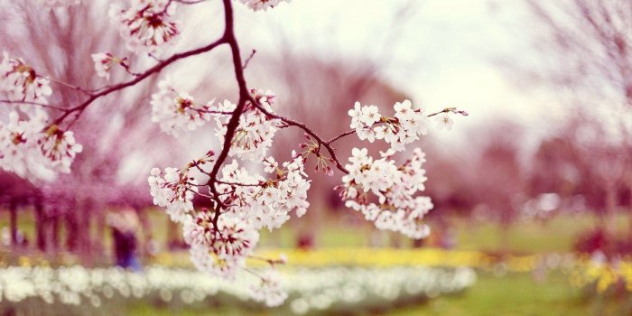 1600x900 Hd Flower Wallpapers For Laptop On Share Online - Cherry Blossoms