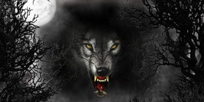 1440x900 Black Wolf Wallpapers