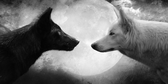 1920x1080 Black Wolf Wallpapers High Quality | Download Free