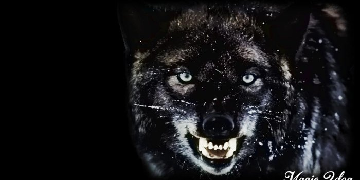 1280x720 Black Wolf Wallpaper for Android - APK Download